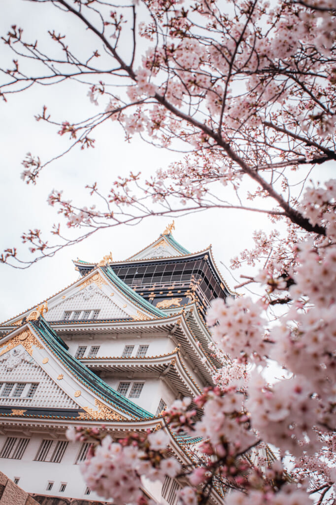 cerezos en flor delante del castillo de osaka