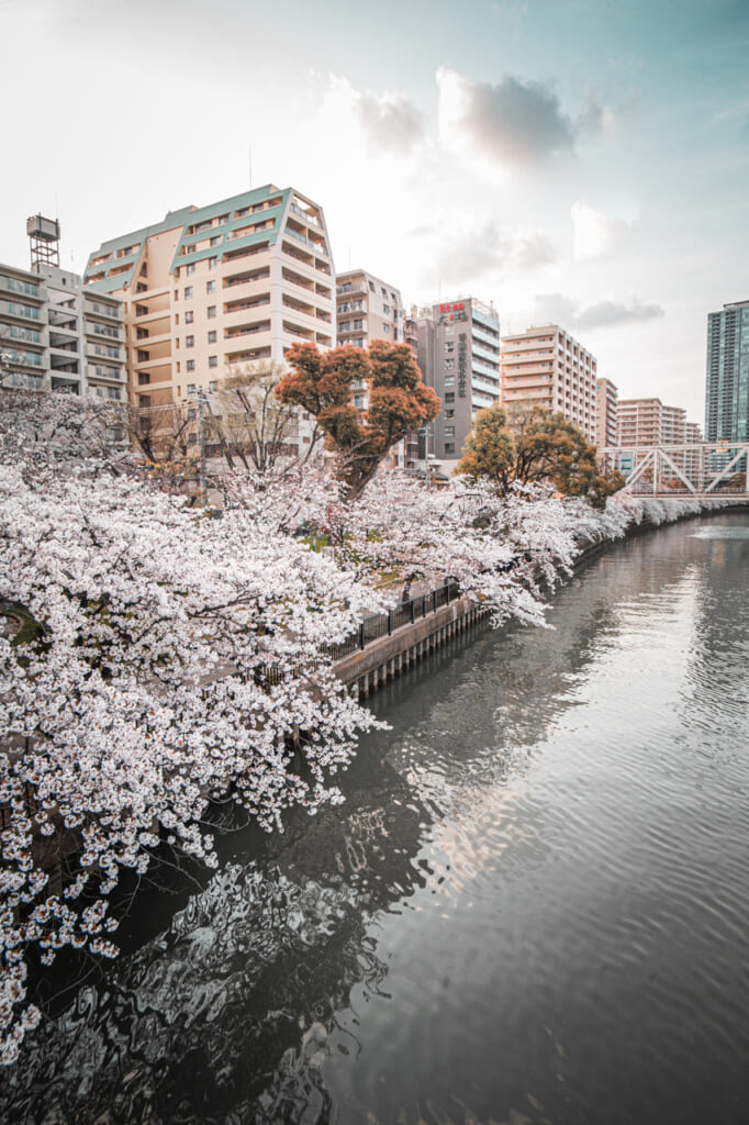 cerezos en flor en sakuranomiya, osaka