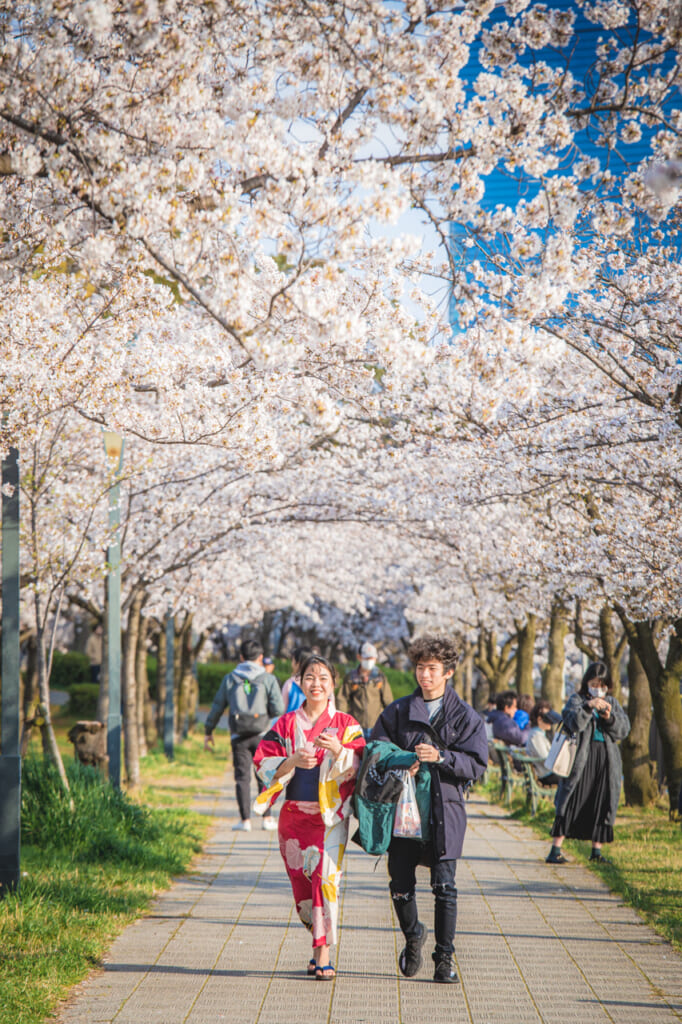 pareja caminando entre flores de cerezo