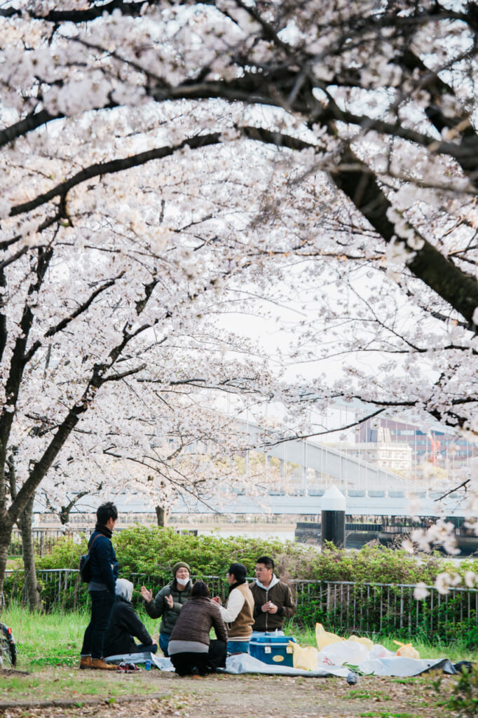 grupo de personas haciendo hanami