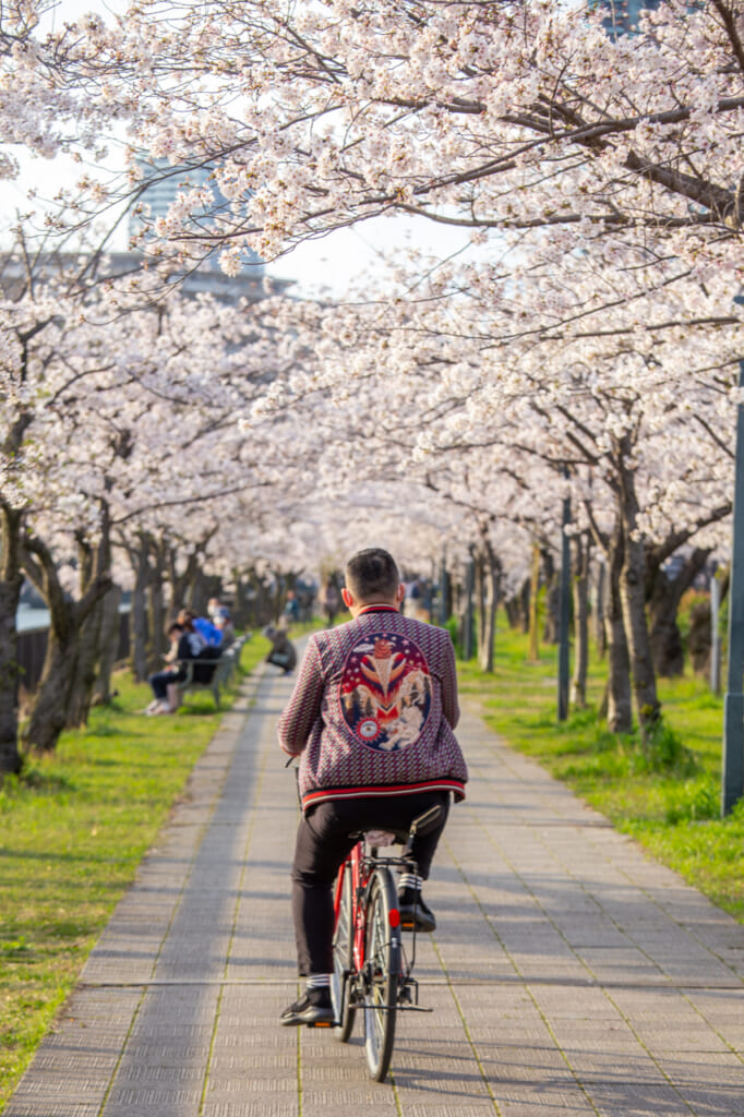 persona montando en bici entre flores de cerezo