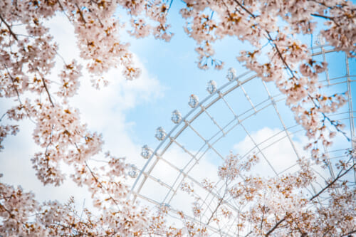 Primavera en Japón: diferencia entre la flor del sakura, ume y melocotón