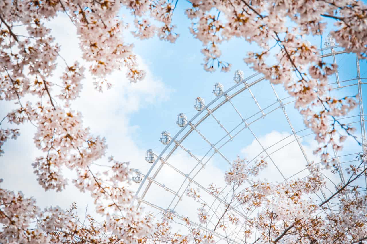 Primavera en Japón: diferencia entre la flor del sakura, ume y melocotón