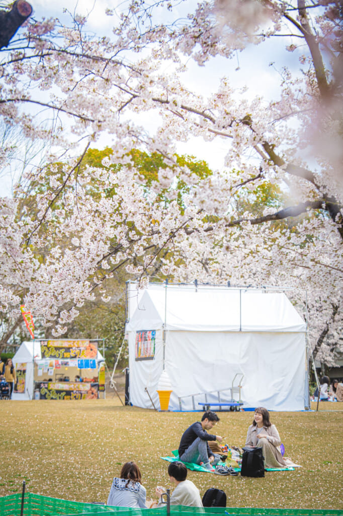 personas haciendo hanami en pájaro posado en un cerezos en flor en el parque expo '70 osaka