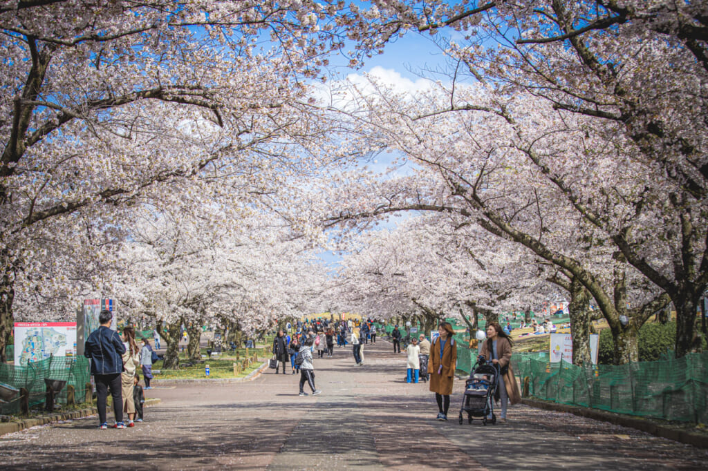 tunel de cerezos en flor en pájaro posado en un cerezos en flor en el parque expo '70 osaka