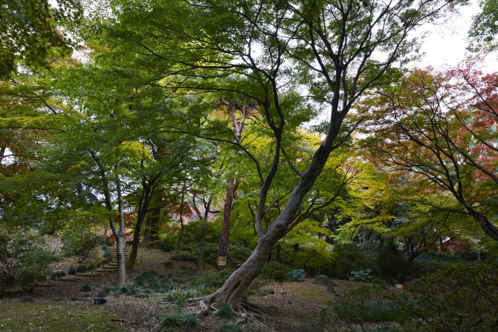 Los jardines japoneses en Tokio de Rikugi-en durante otoño