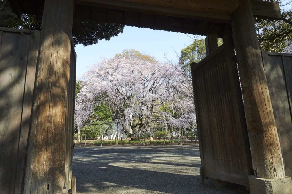 Un imponente cerezo en los jardines japoneses en Tokio de Rikugi-en