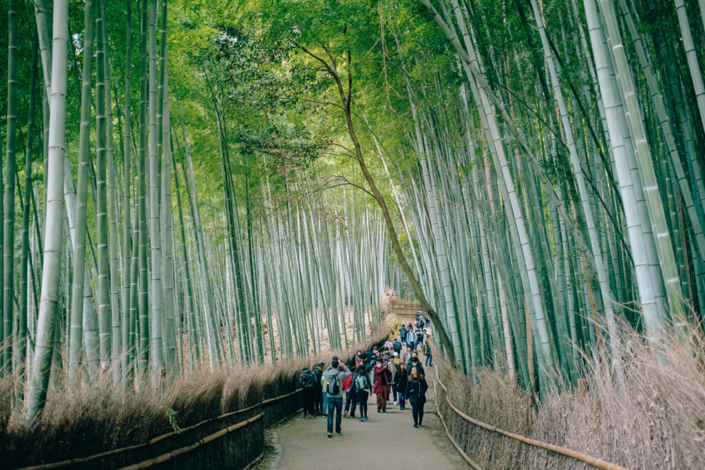 El bosque de bambú de Arashiyama