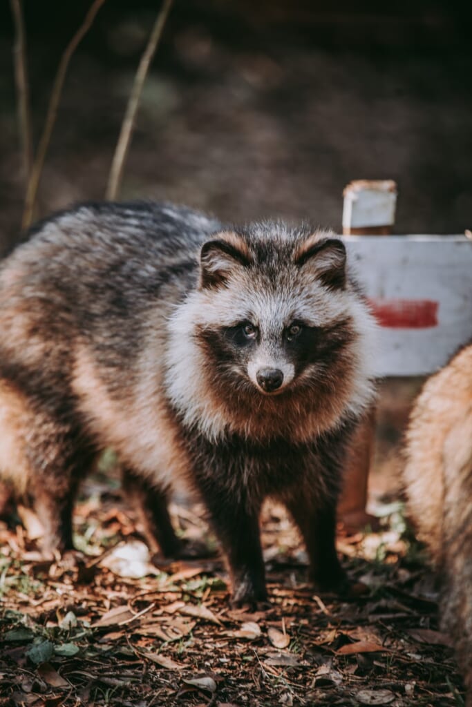 fotografia de un tanuki real, el perro mapache de japon