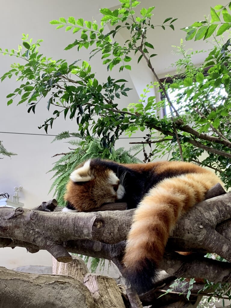 Pandas Rojos en el Animal Kingdom