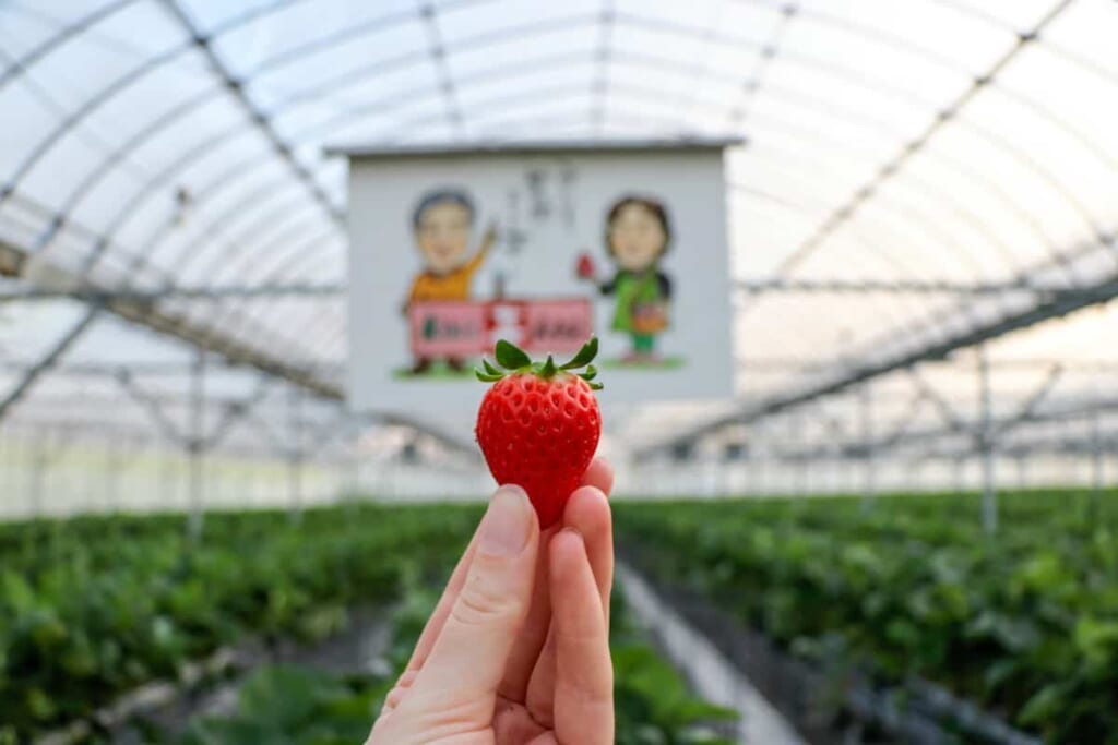 La Shimanami-no-Chisana-ie, alojamiento y experiencia de recolectar fresas