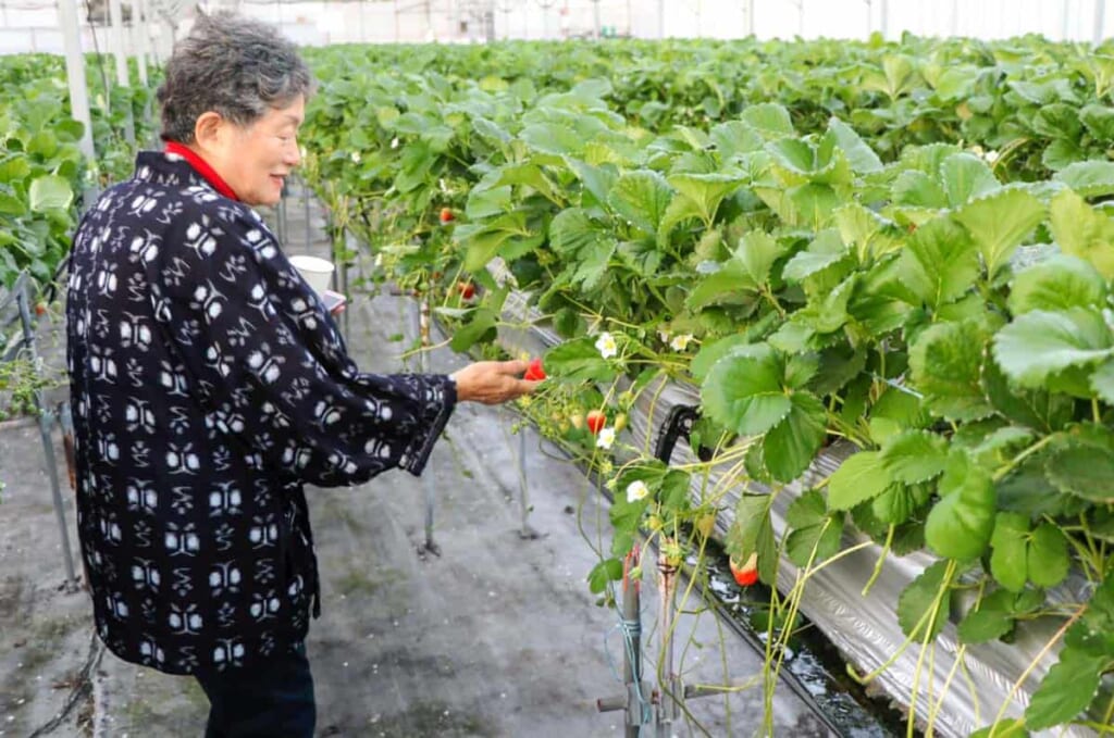 La señora japonesa nos explicaba historias mientras recolactábamos fresas