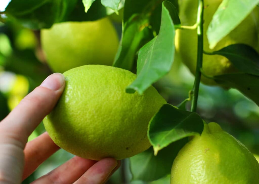 Me enseñaron técnicas para coger los limones
