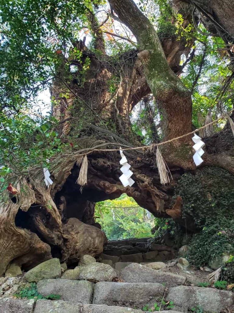 Árboles del Santuario Oyamazumi, Ehime, Japón