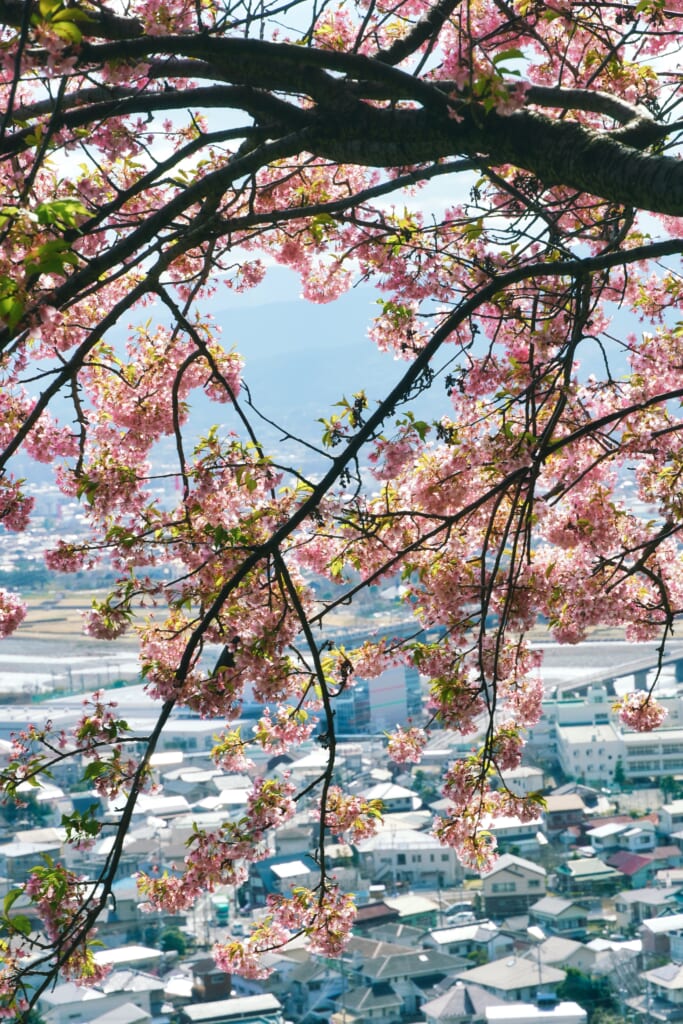 Flores de sakura y el pueblo de Matsuda detrás, en Kanagawa