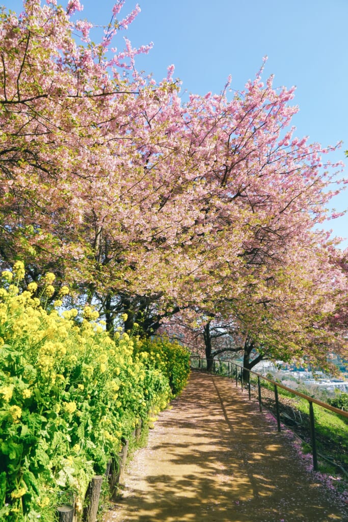 flores de colza y los kawazu sakura en Matsuda