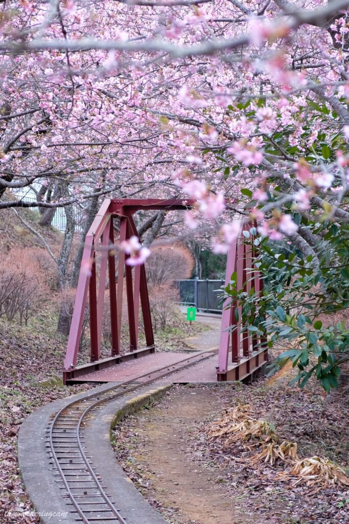 Como se ven las vías del tren durante el festival de las flores del cerezo de Matsuda, Kanagawa