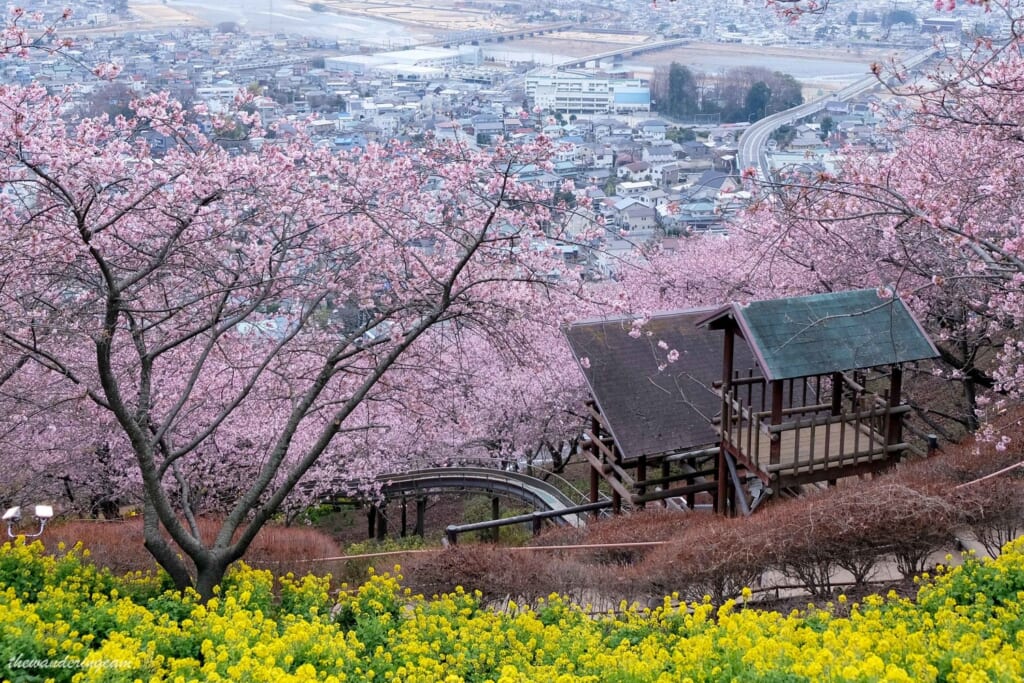 Imagen en la zona superior del Festival de los Cerezos en Flor de Matsuda