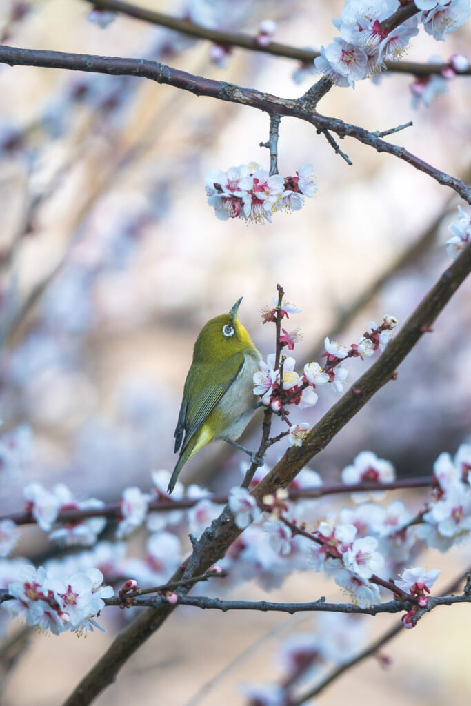 Un pájaro con flores del ume