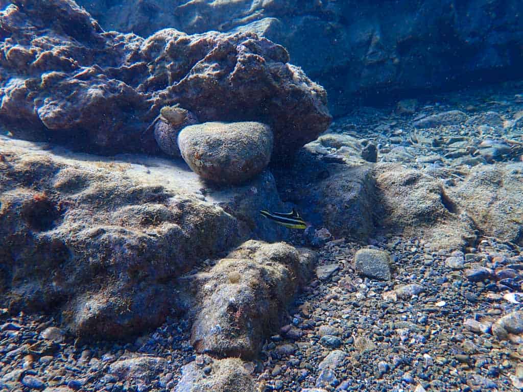 El fondo marino y el coral en Wakayama