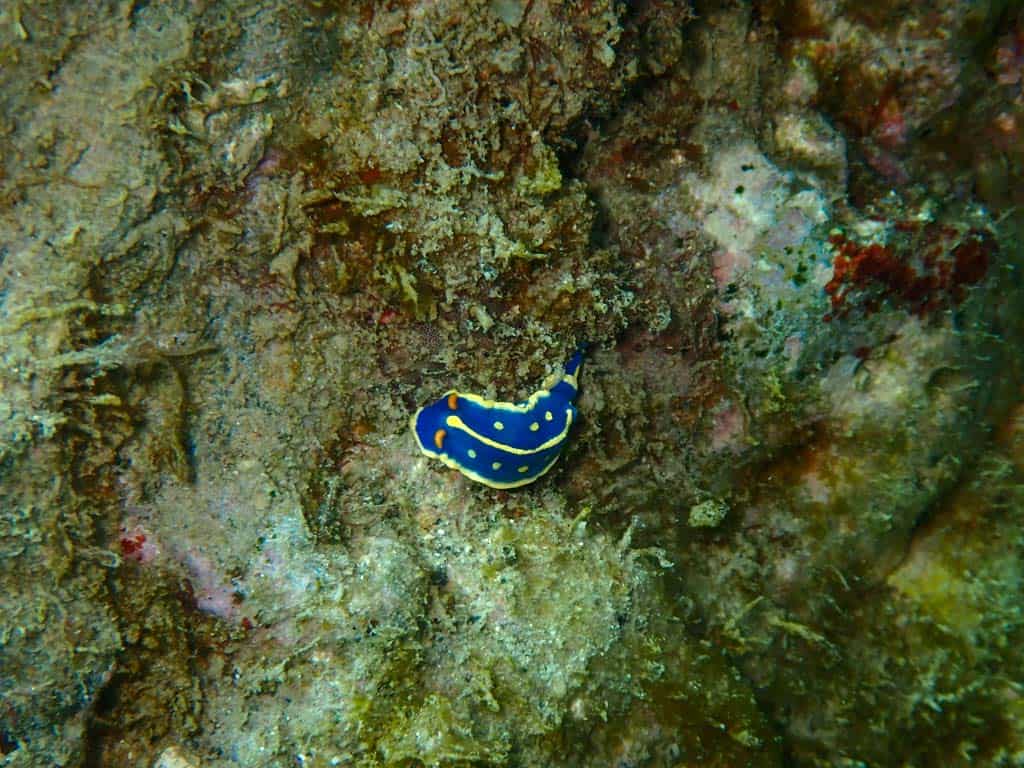 babosas azules en Kushimoto, buceando en Japón