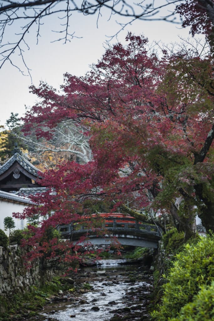 Puente y momiji en Amanosan Kongoji