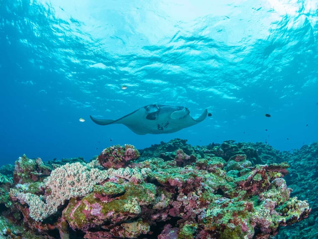 Fauna marina de Okinawa