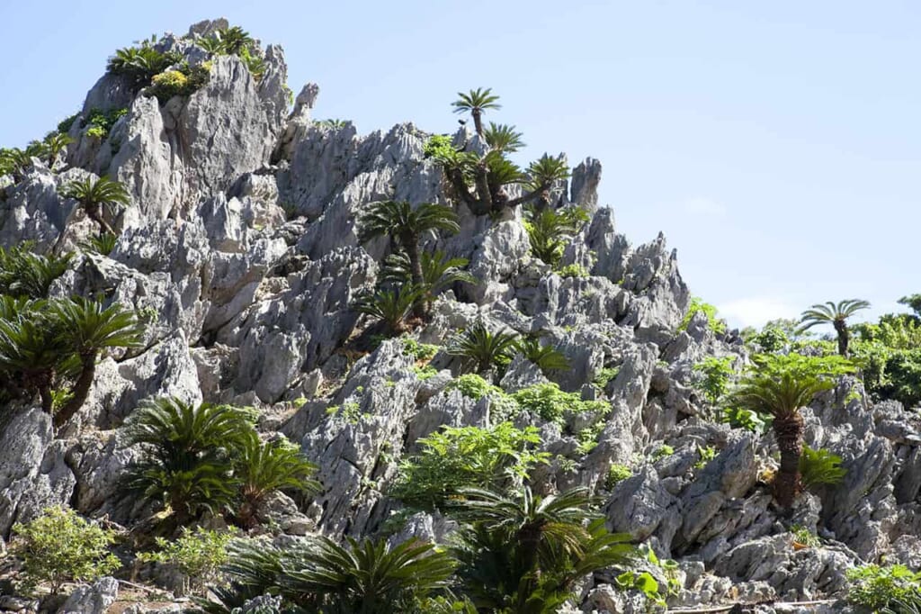 Una enorme vegetación te acompaña durante tu viaje por el norte de Okinawa 