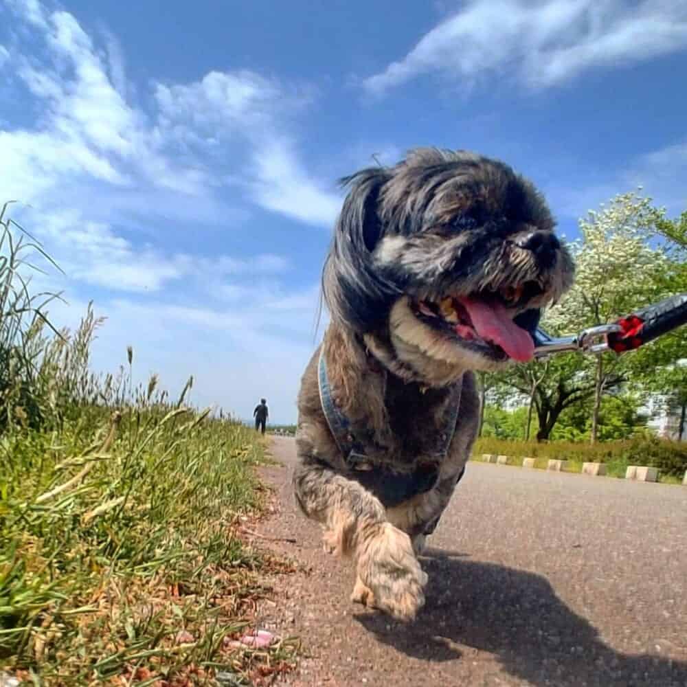 Las razas mixtas pequeñas son los perros japoneses más populares