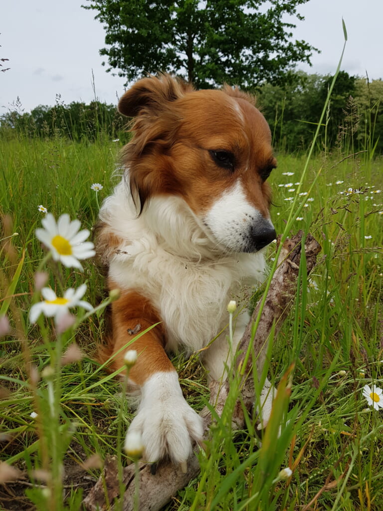 Las razas mixtas son perros populares en Japón.