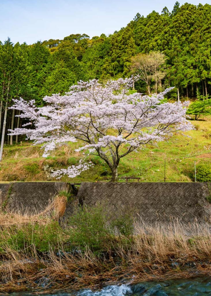 Árbol del sakura a la orilla del río