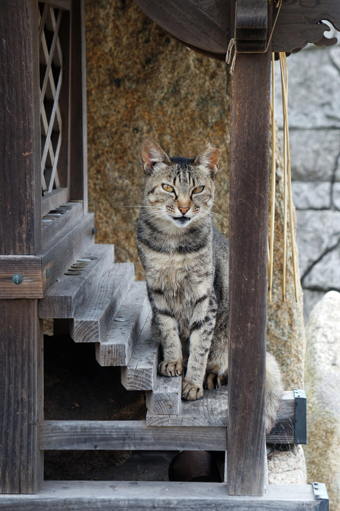 Gato atigrado en un altar sintoísta en Manabeshima 