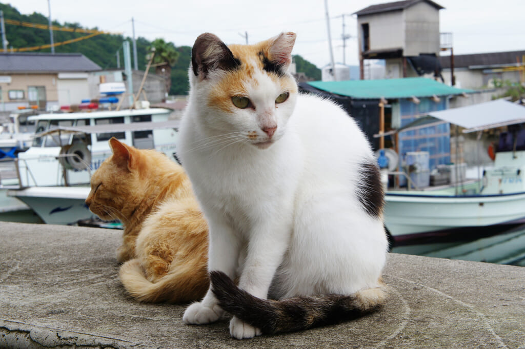 Un gato rojo y otro de carey en un puerto japonés