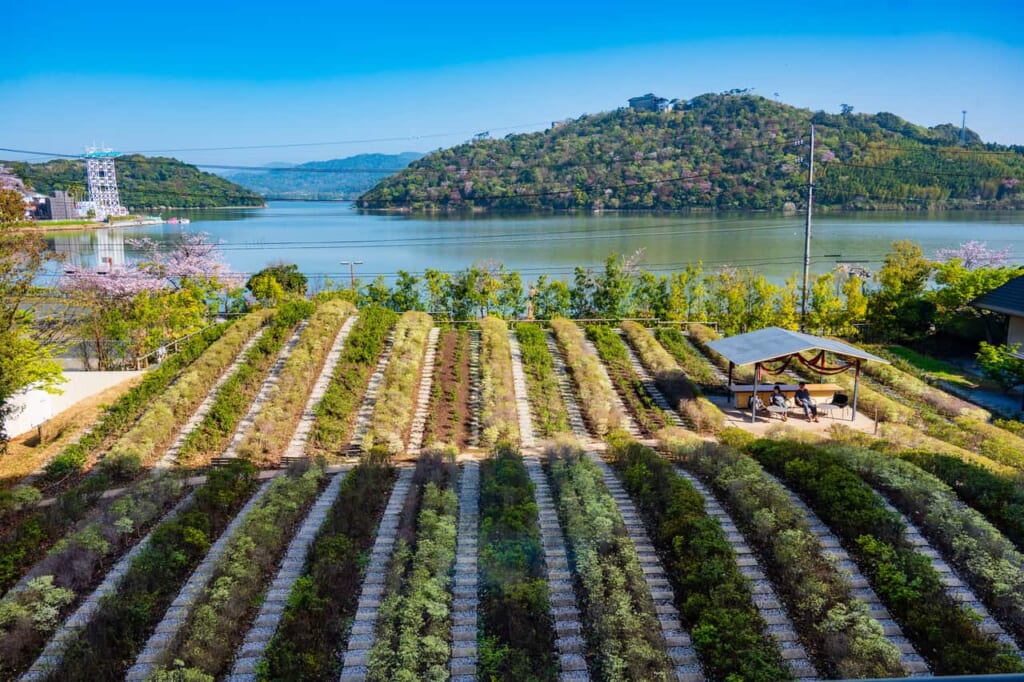 El jardín del té en Shizuoka
