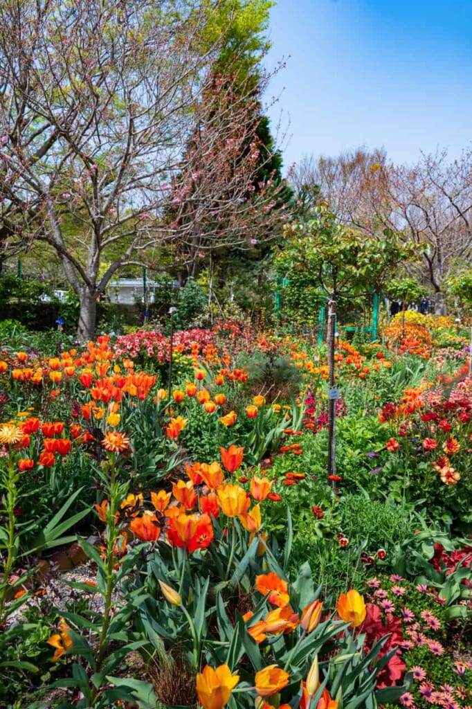 Tulipanes en contraposición de la hierba, en Hamamatsu