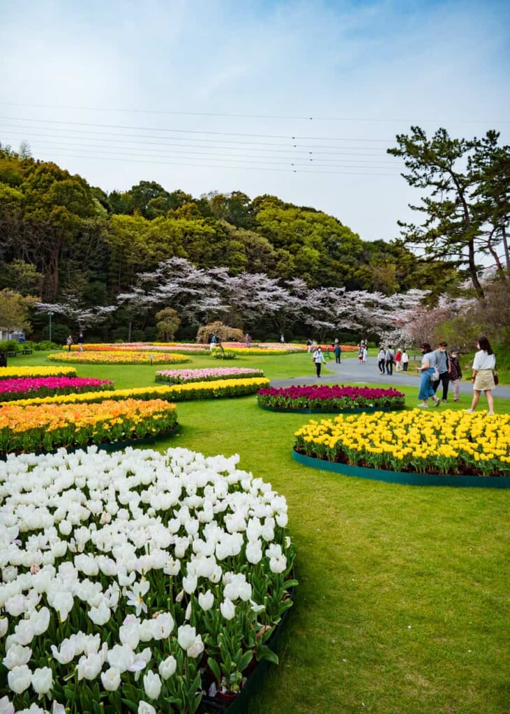 El parque de las flores ordenadas por colores