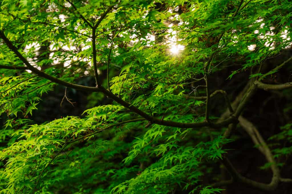 El entorno de Shointei es relajante