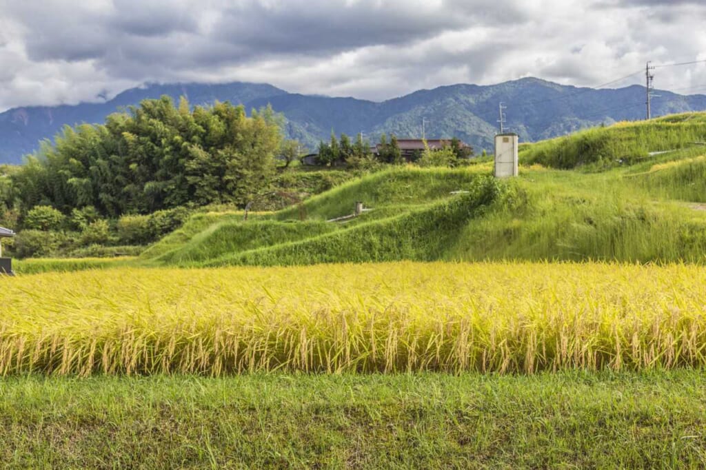 Arrozales a lo largo de la ruta Nakasendo
