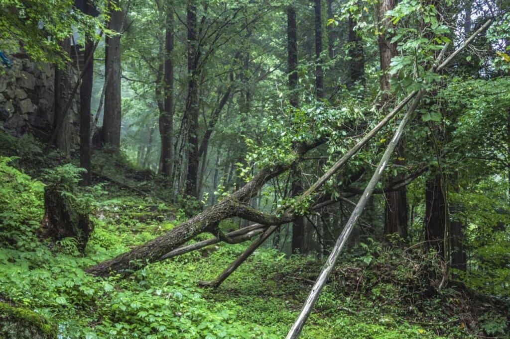 La espesa naturaleza del parque Yumori