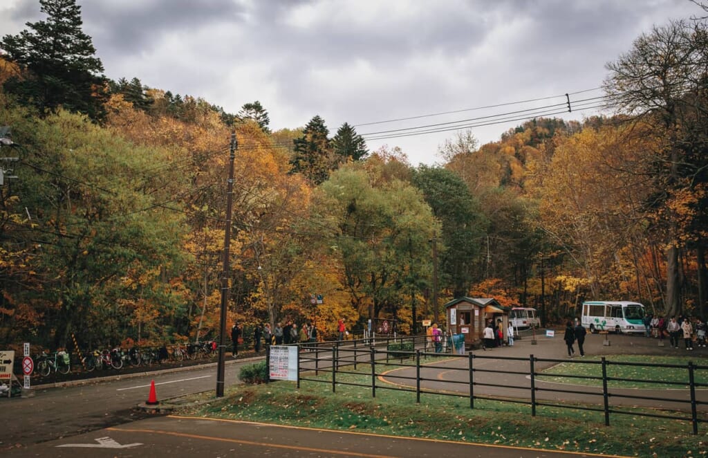En la parada de autobús rodeado por un bosque con arces japoneses