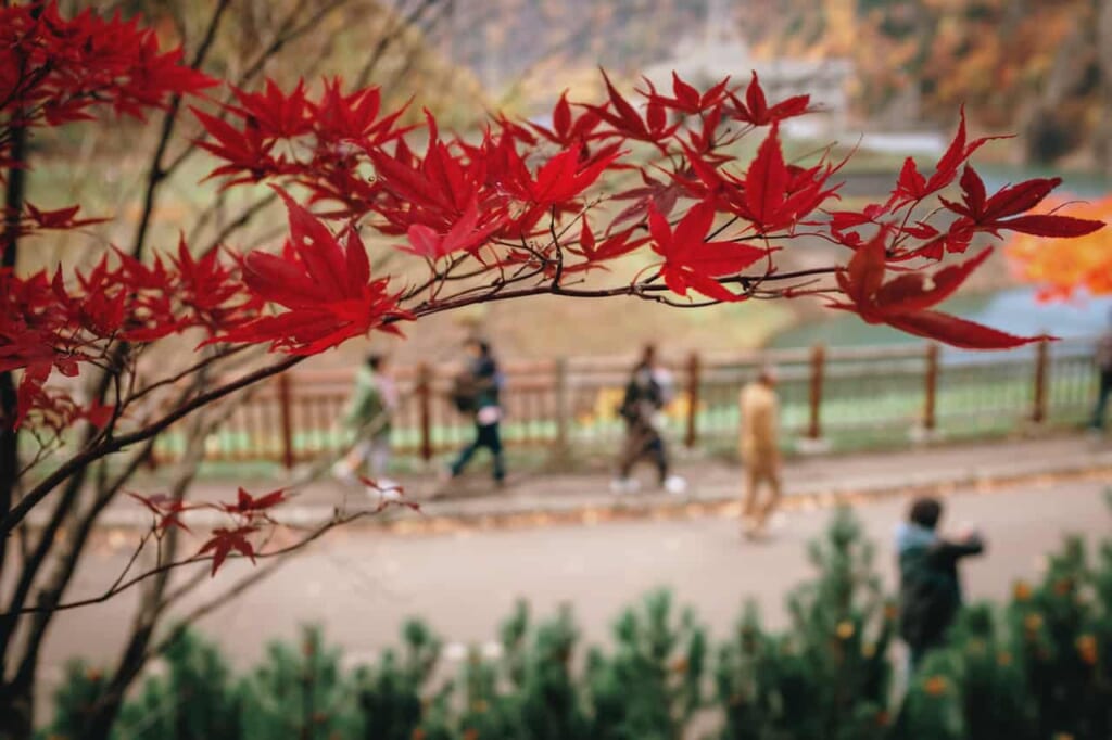 Las hojas de los arces japoneses, los momiji