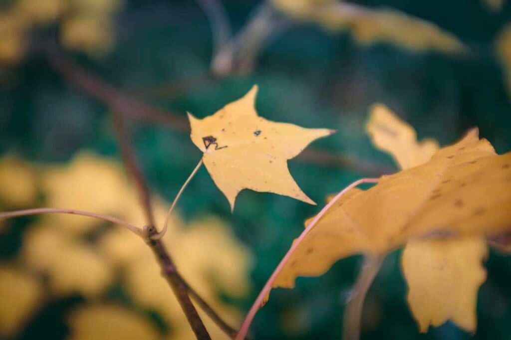 Un detalle del momiji amarillo