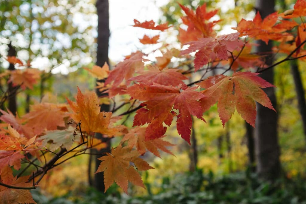 Un detalle de las hojas del momiji