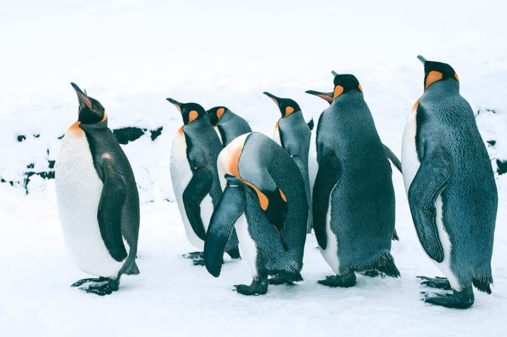 Los pinguinos en en zoo de Asahiyama