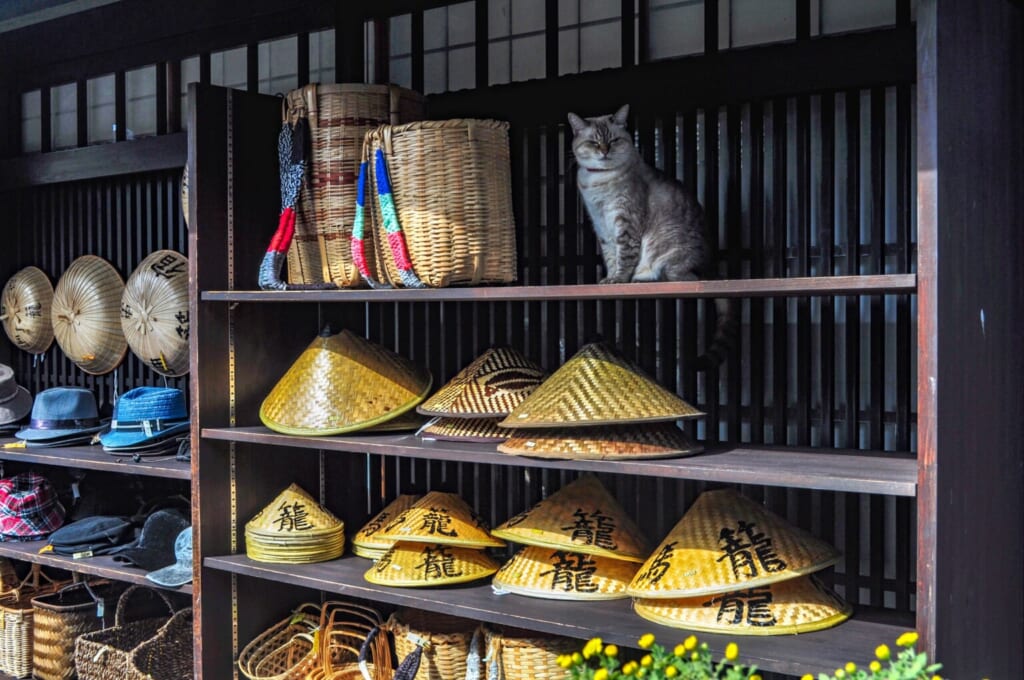 Una tienda con estanterías y un gato