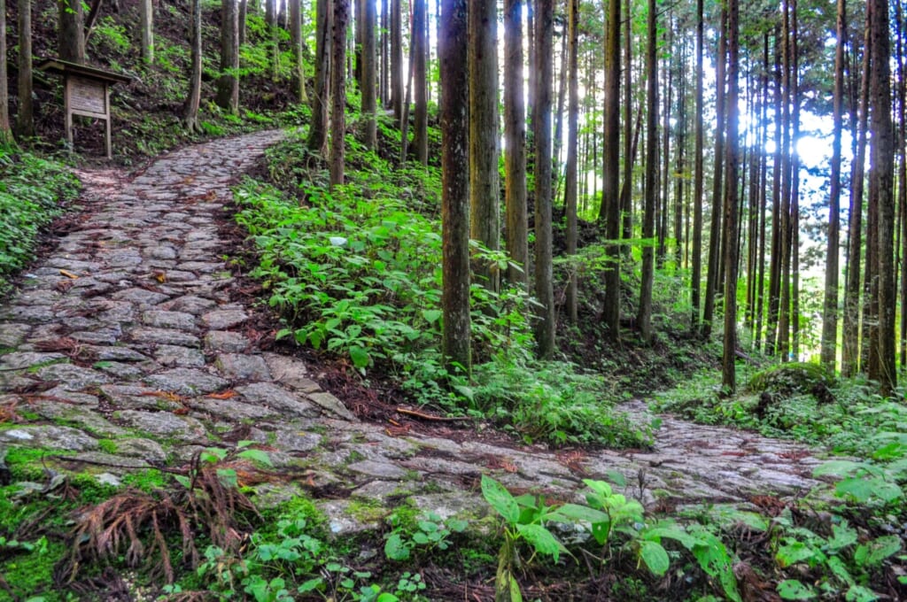 Caminos en forma de zigzag en el bosque