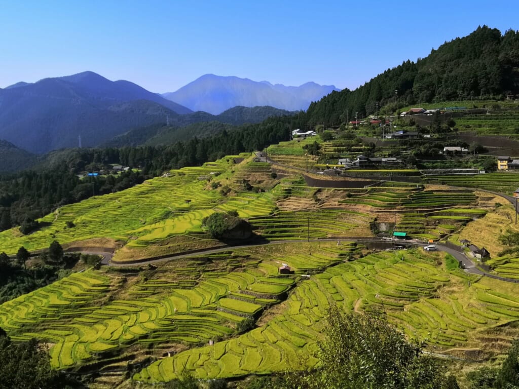 Los arrozales de Maruyama durante el otoño