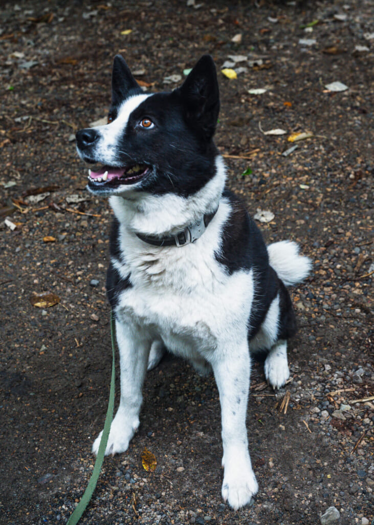 un bonito perro blanco y negro