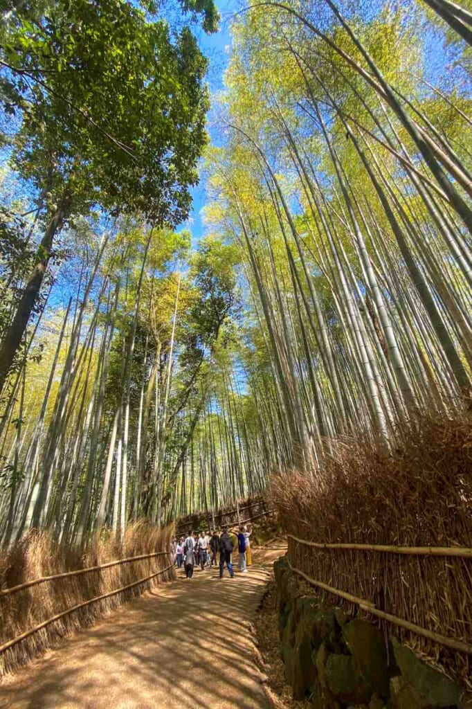 Camino del Bosque de Bambú