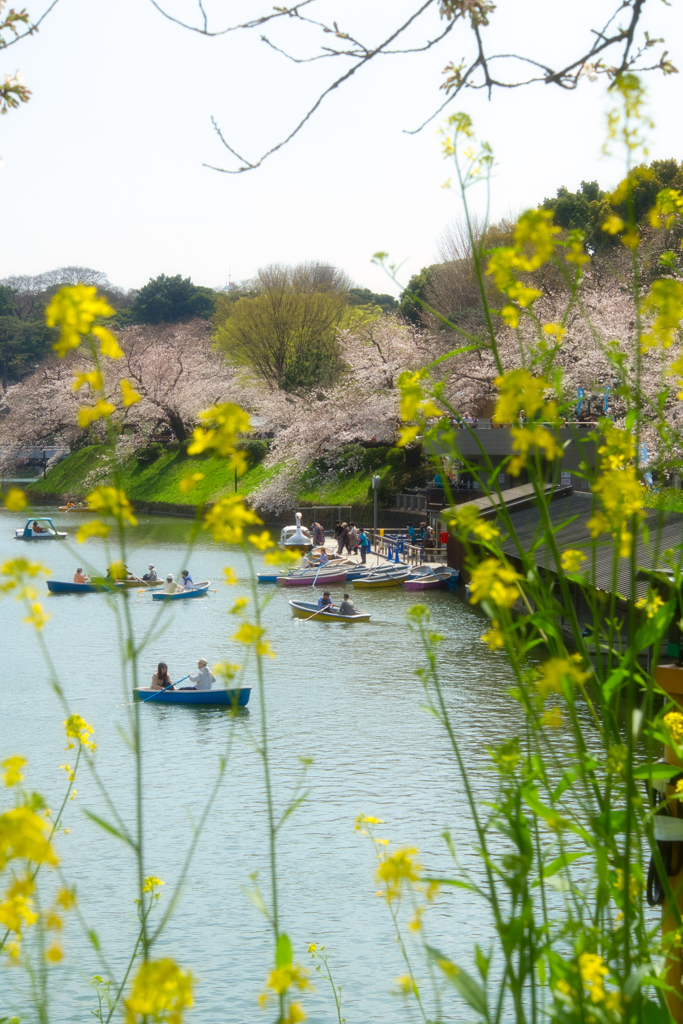 Un detalle con flores amarillas y el estanque del foso Chidorigafuchi durante la floración